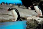 rockhopper Avatar